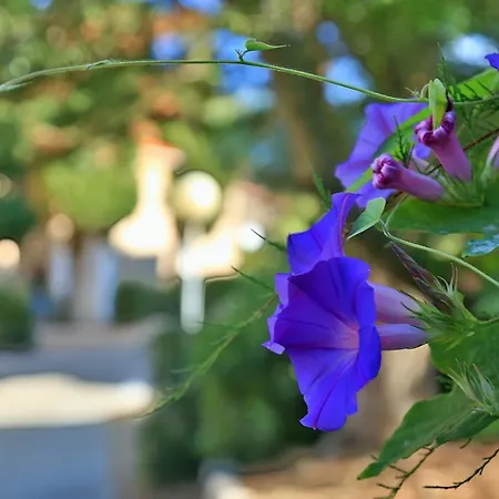 Village De Paese Di Lava, Grand Ajaccio